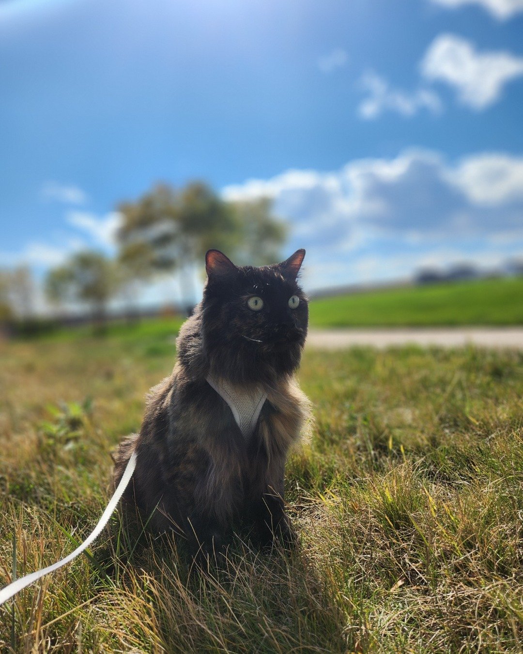 Ember — Grass, Plant, Nature, Outdoors, Sky, Field