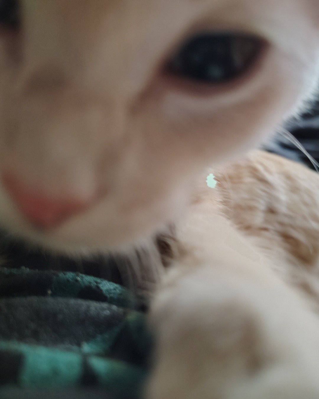 Aphrodite the orange kitty. Cat, Kitten