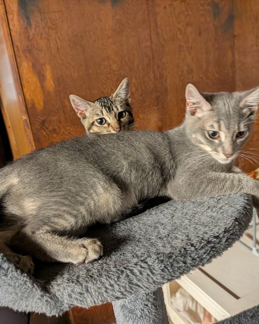 Egypt the American shorthair. Abyssinian, Cat, Kitten