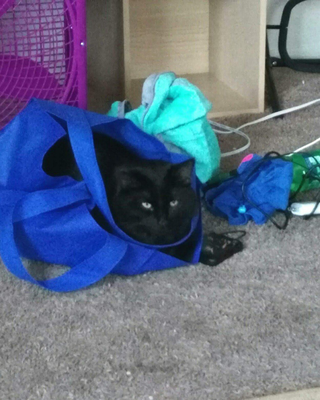 Sylvester the Unsure. Bag, Architecture, Building, Outdoors, Shelter, Cat