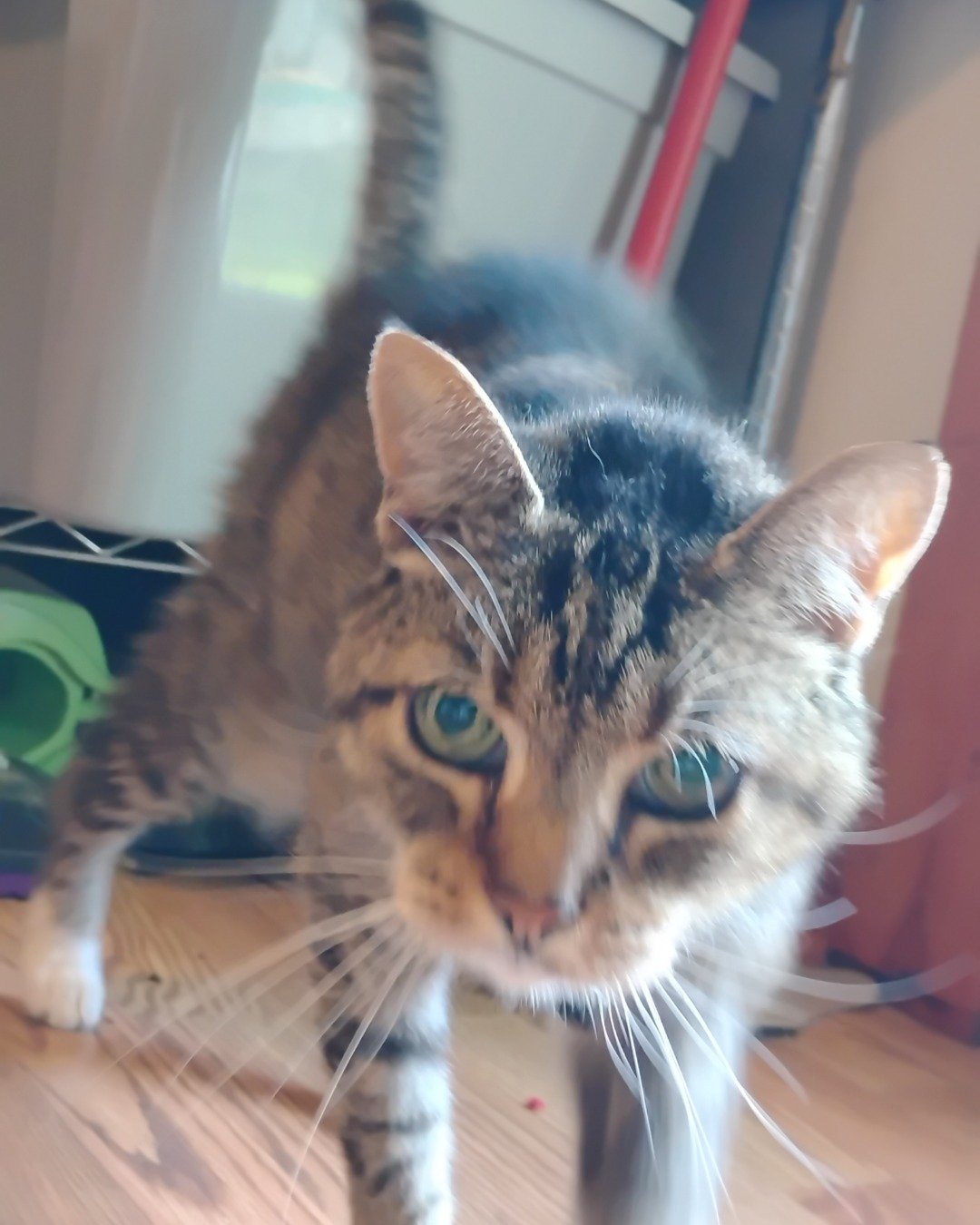Shadow the Egyptian Tabby. Cat, Kitten, Abyssinian, Wood, Manx