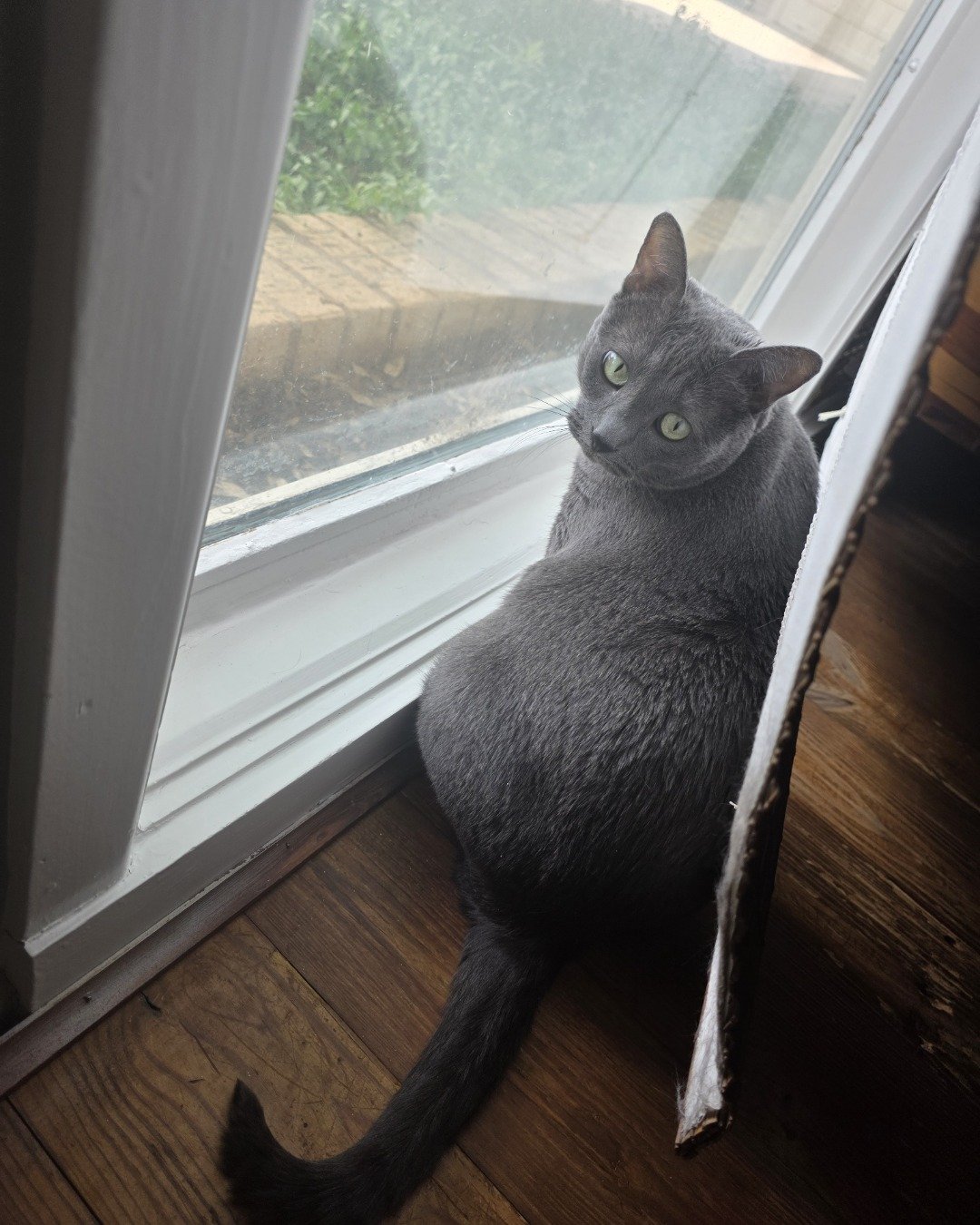 Cotton the Korat. Window, Windowsill, Cat