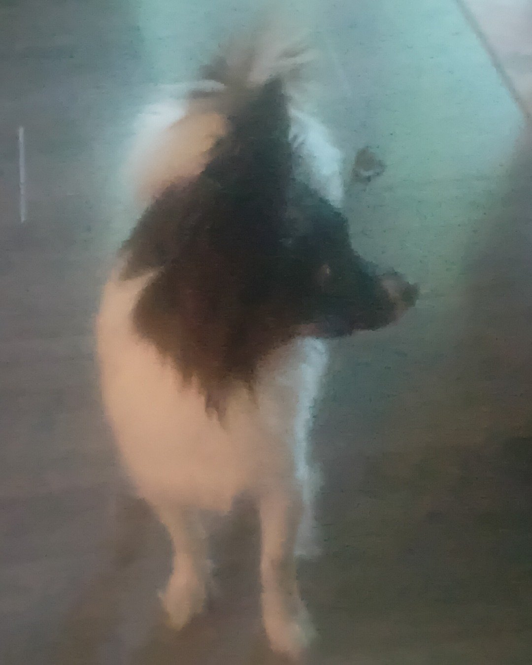 Buttons the Pampillon. Person