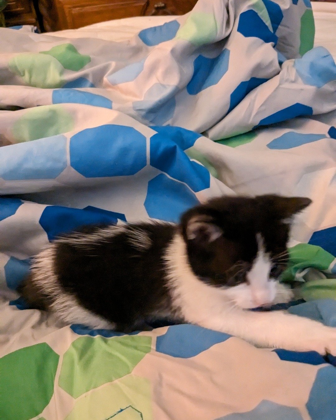 Igashu the Tuxedo. Quilt, Blanket, Furniture, Cat, Kitten, Bed