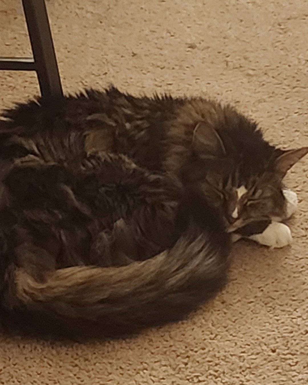 Jordan. Person, Sleeping, Cat, Kitten