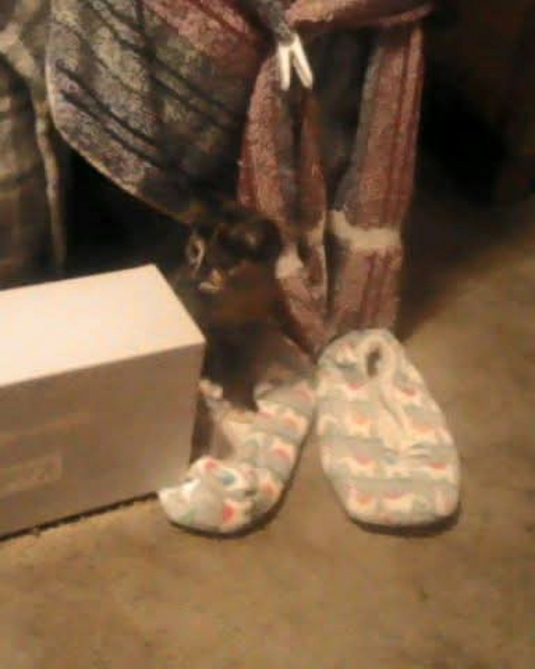 Gizmo. Dog, Puppy, Clothing, Footwear, Shoe, Sneaker