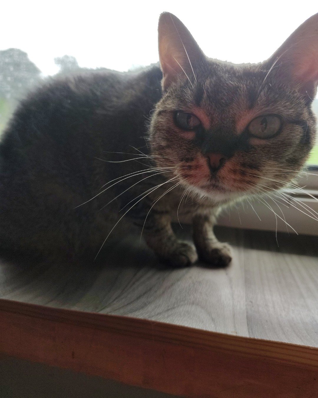 Mila the I don't know yet I adopted her a few days ago. Cat, Manx, Abyssinian, Kitten