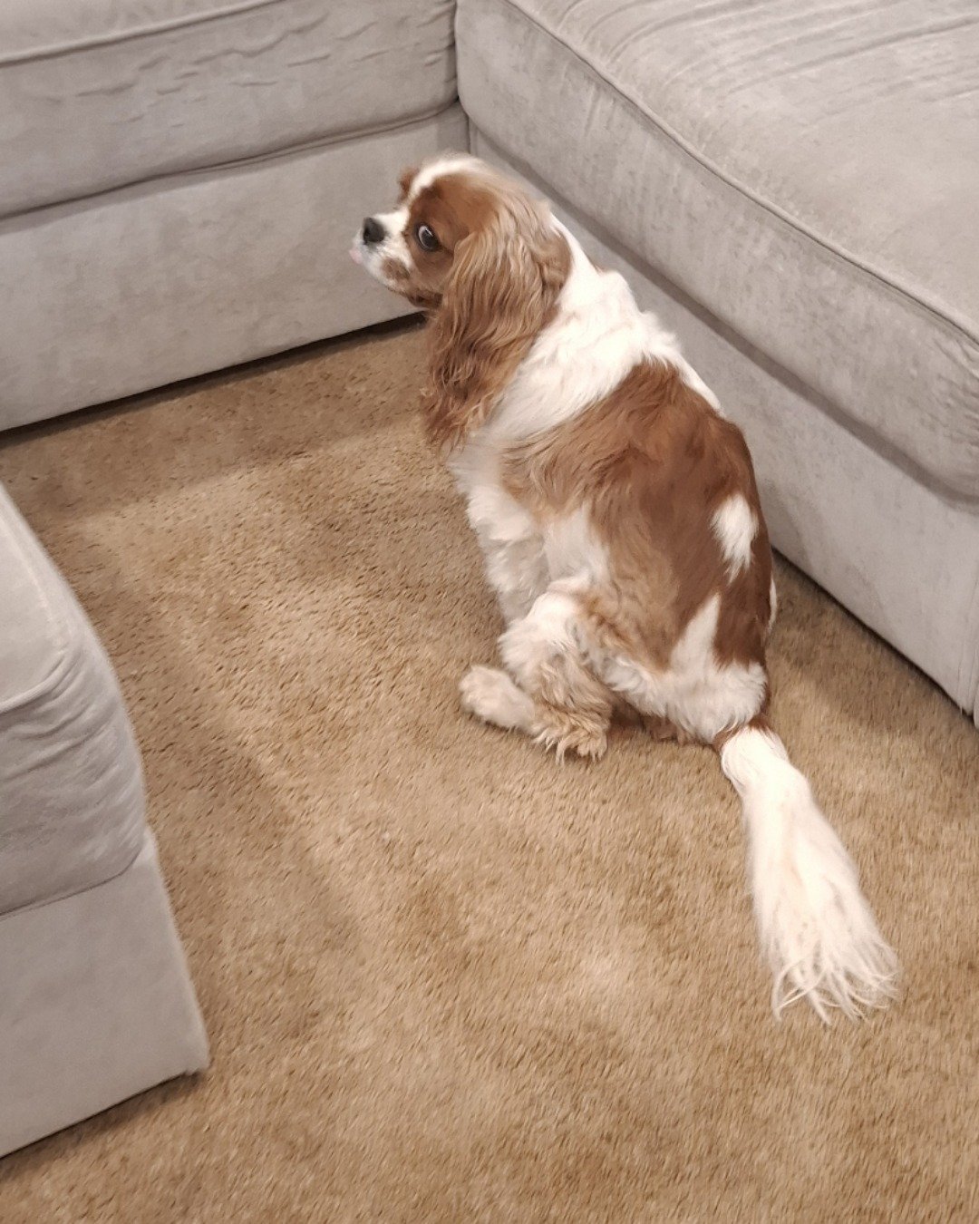 Arya the Cavalier King Charles Spaniel. Dog, Puppy