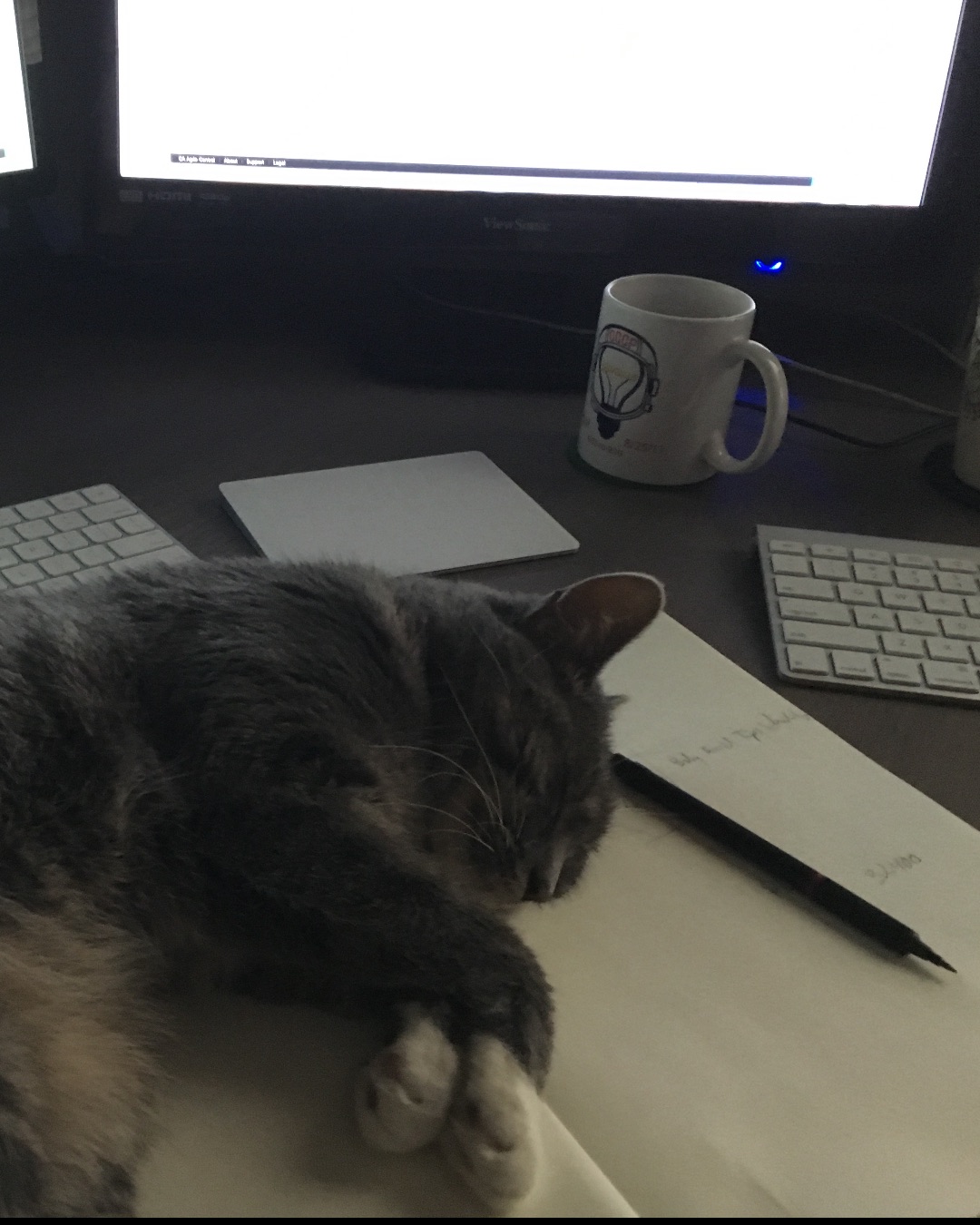 Betty the American Tabby — Computer, Computer Hardware, Computer Keyboard, Electronics, Hardware, Laptop