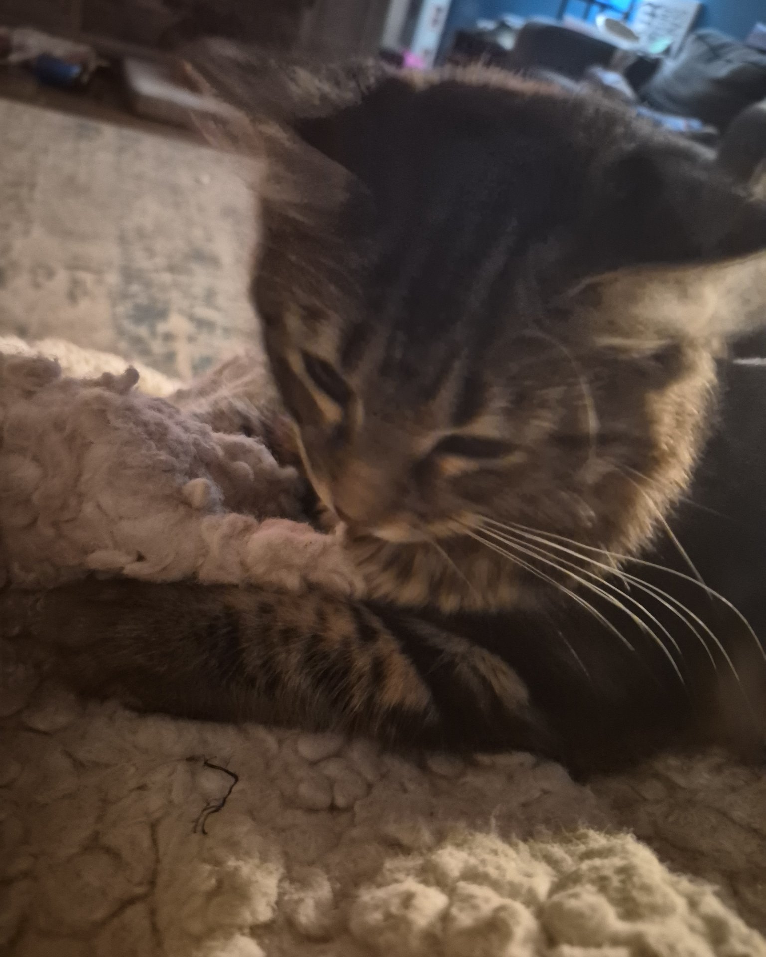 Noodle the Domestic longhair. Cat, Kitten