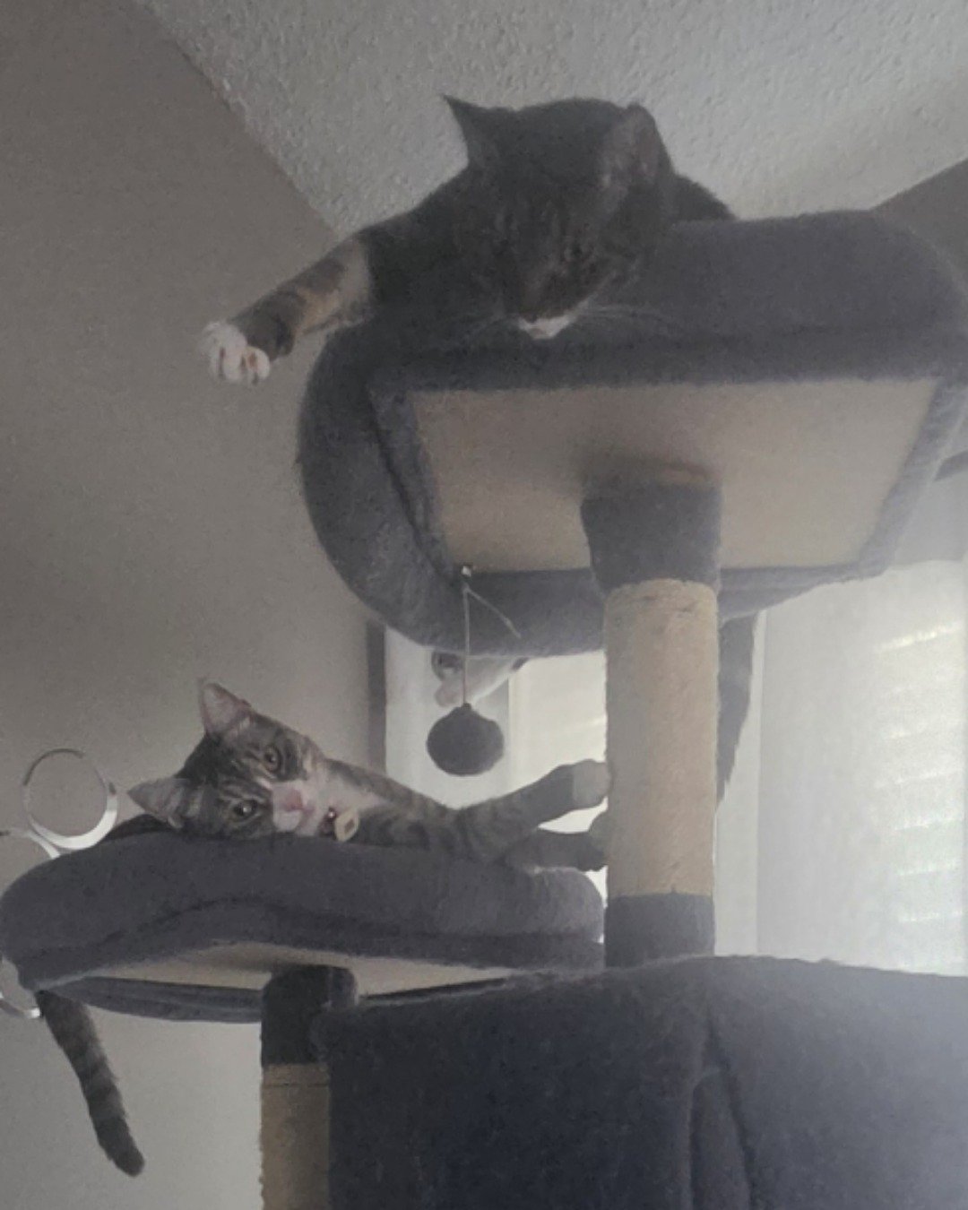 L the Tabby. Cat, Kitten, Couch, Furniture, Architecture, Building