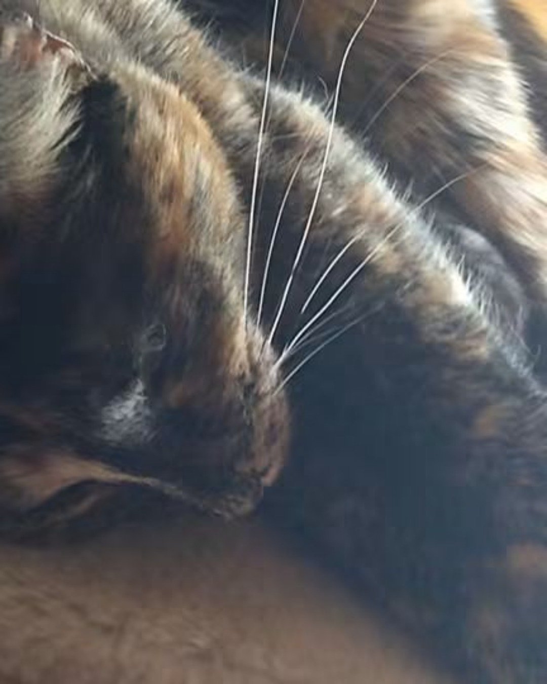 Gizmo. Cat, Kitten