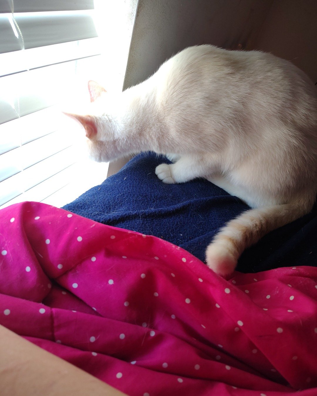 Mr Bing Bing! the fire cat. Person, Sleeping, Home Decor, Cat, Blanket, Cushion