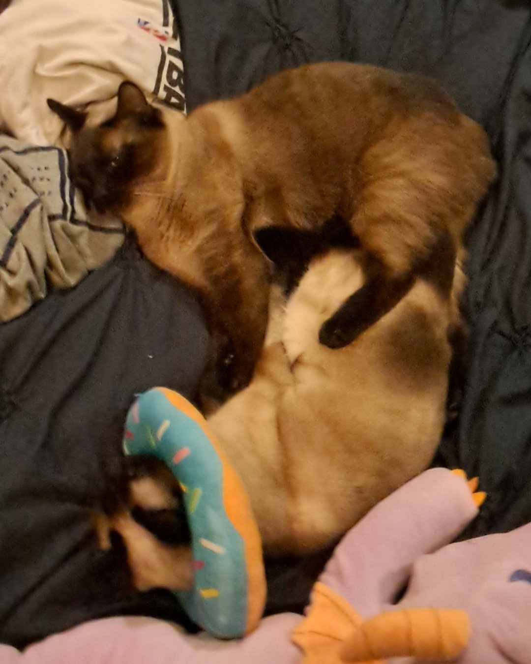 Twin love ❤ (Stella and Luna) the Siamese. Cat, Siamese, Person, Couch, Furniture, Cushion