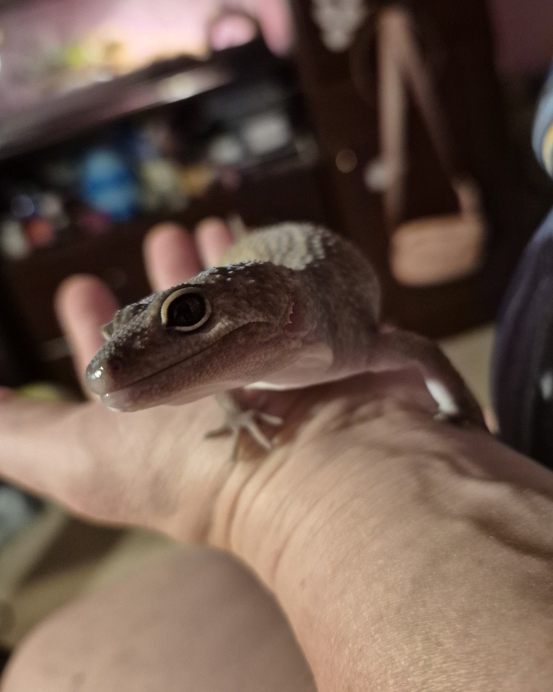 crystal the blizzard lepord gecko. Body Part, Finger, Hand, Person, Gecko, Lizard