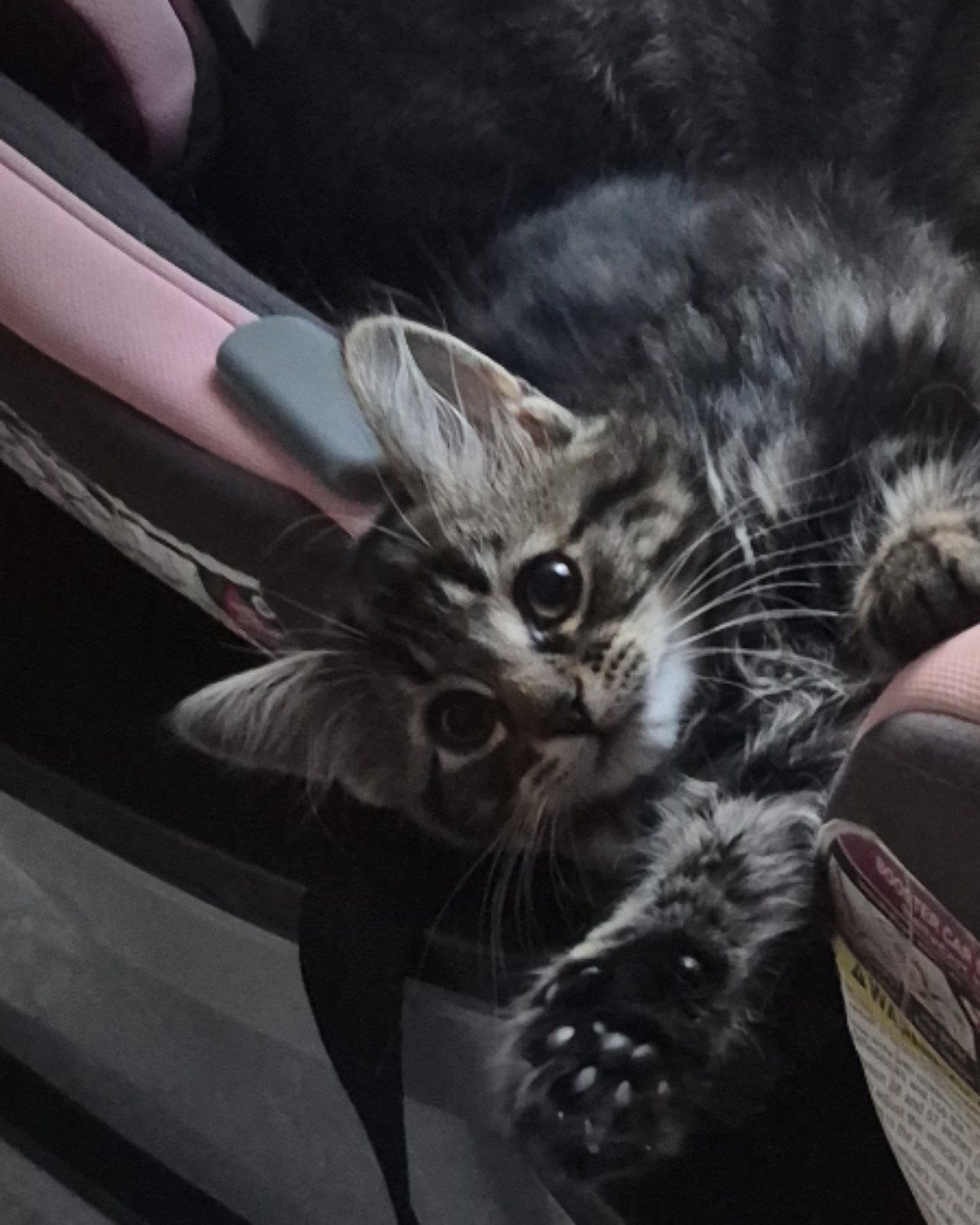 Noodle. Cat, Kitten