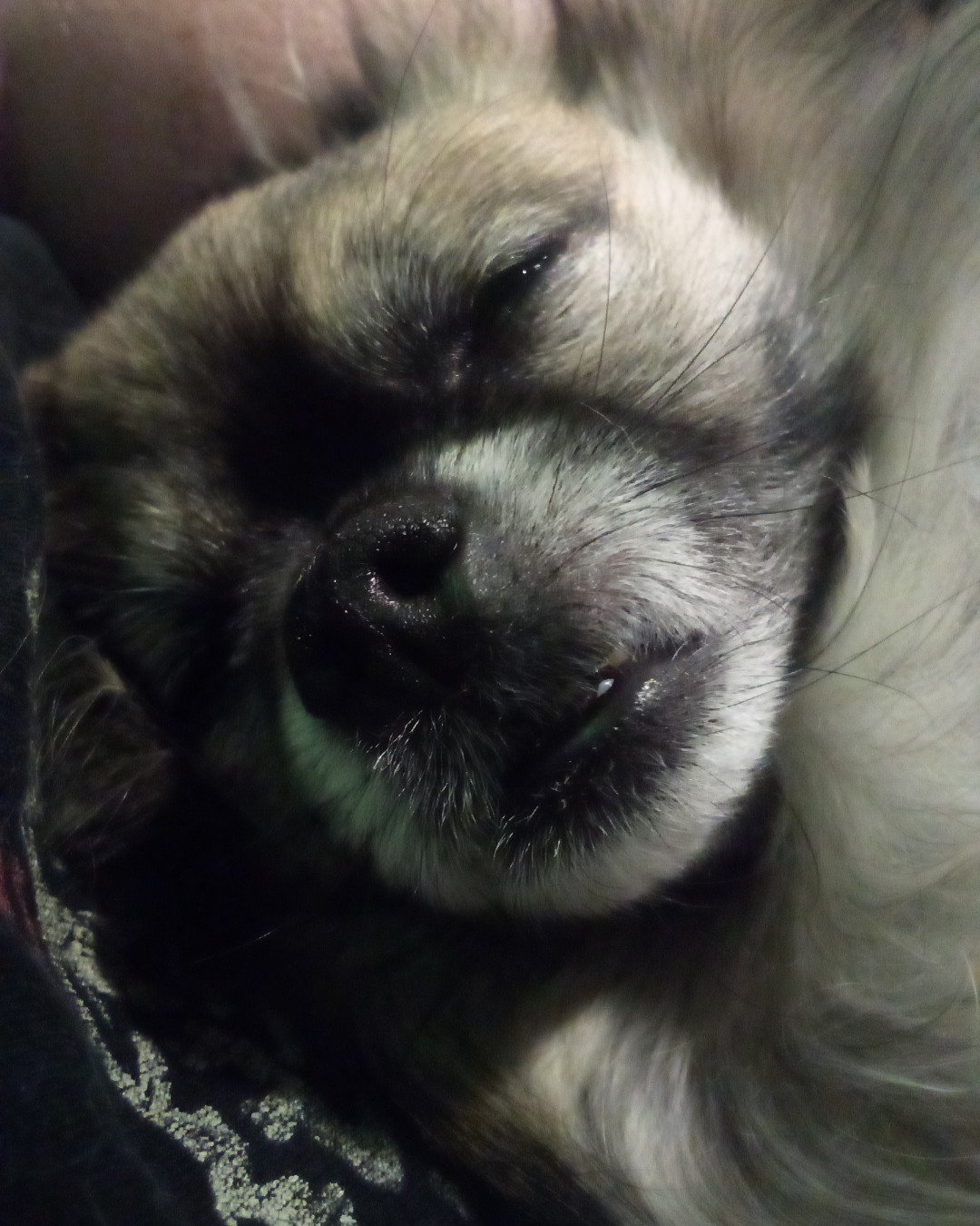 Rocko the Long Haired Chihuahua. Dog, Puppy
