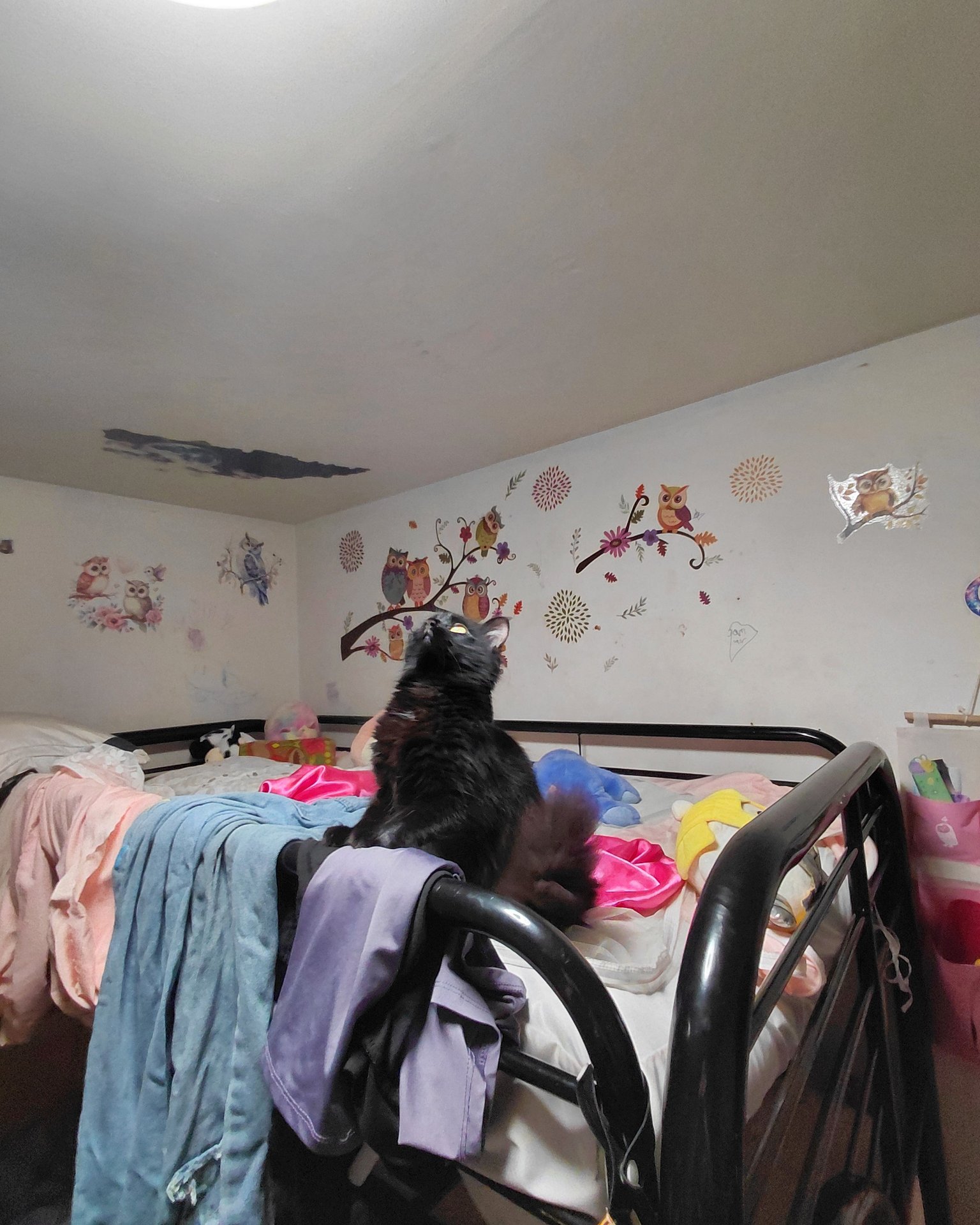 Kitty. Furniture, Crib, Infant Bed, Bed, Indoors, Cat