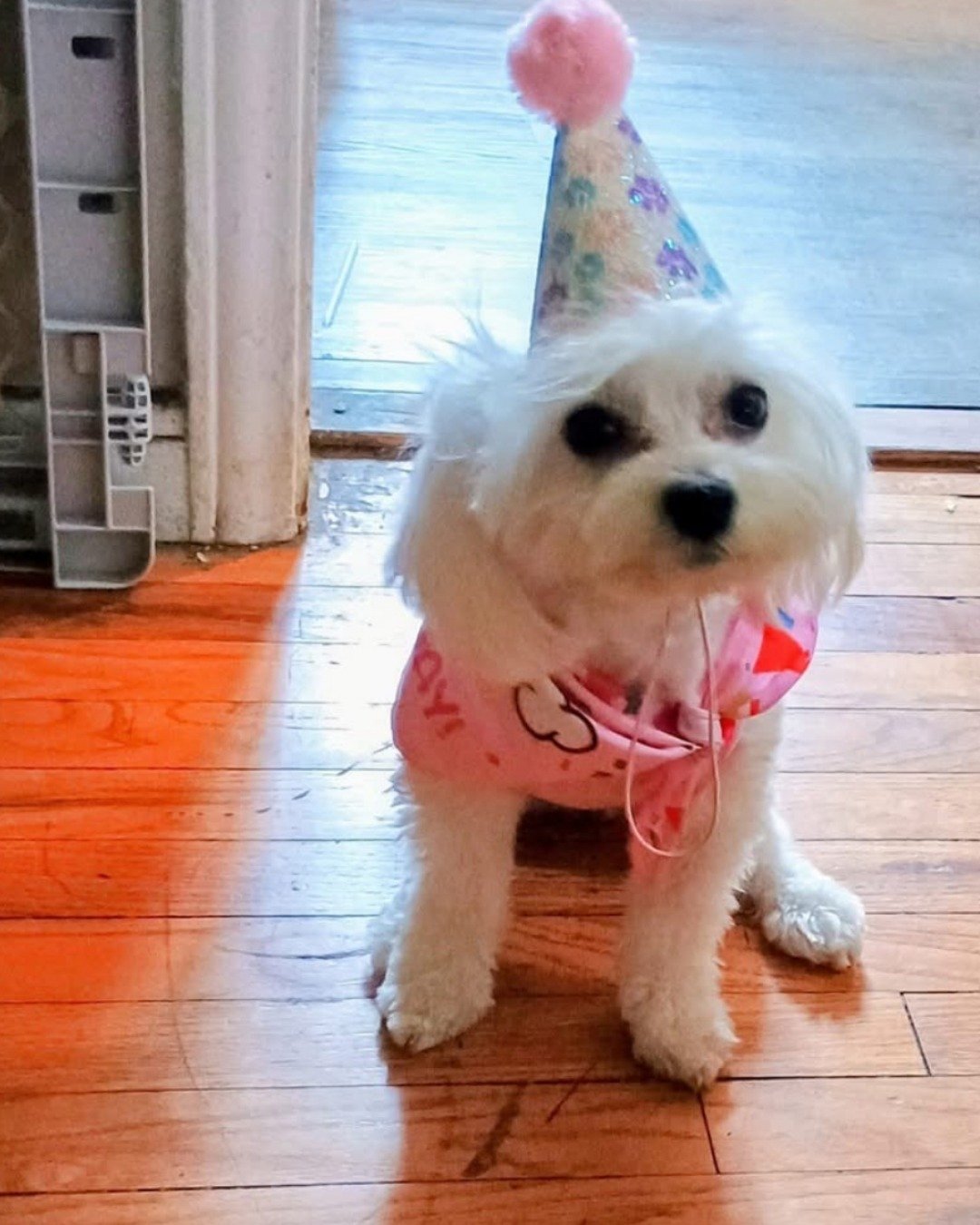 brook the Maltese. Clothing, Hat, Dog, Puppy, Wood, Person