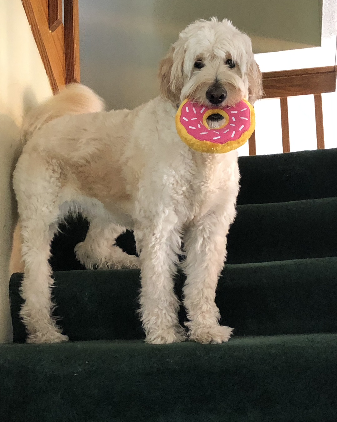 Bria the Goldendoodle