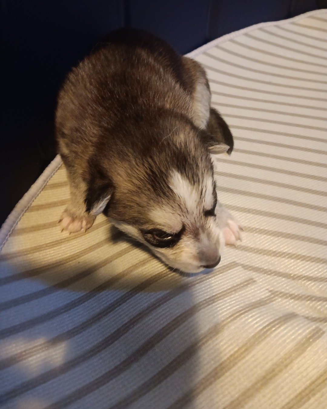 Puppies the Siberian Husky and German Shepard mix. Dog, Puppy, Husky