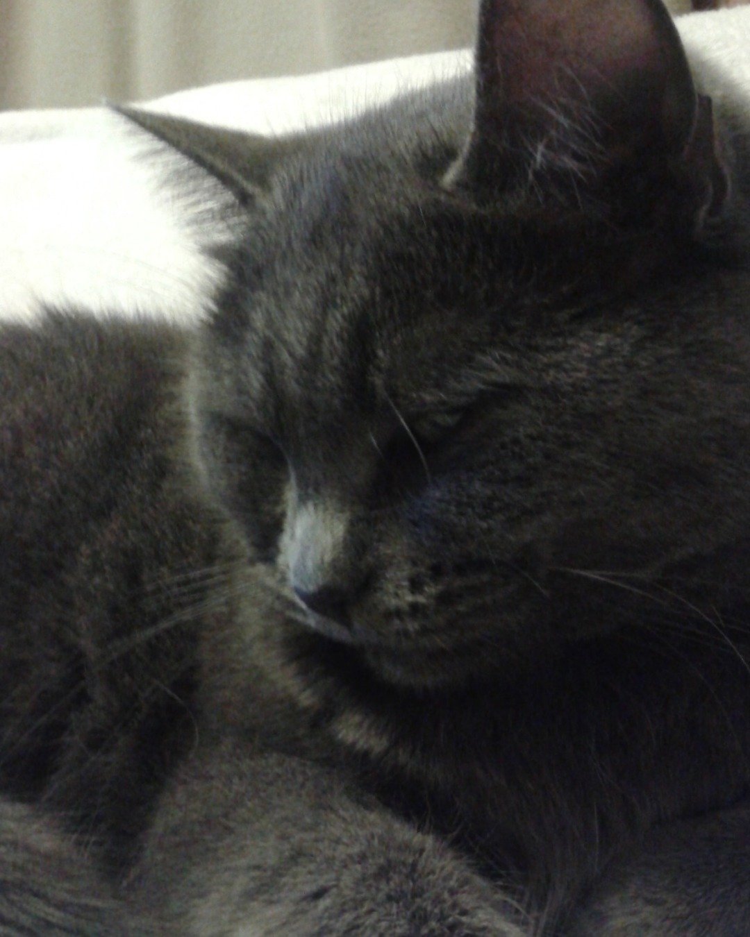In memory of Athena the Grey shorthair. Cat, Kitten