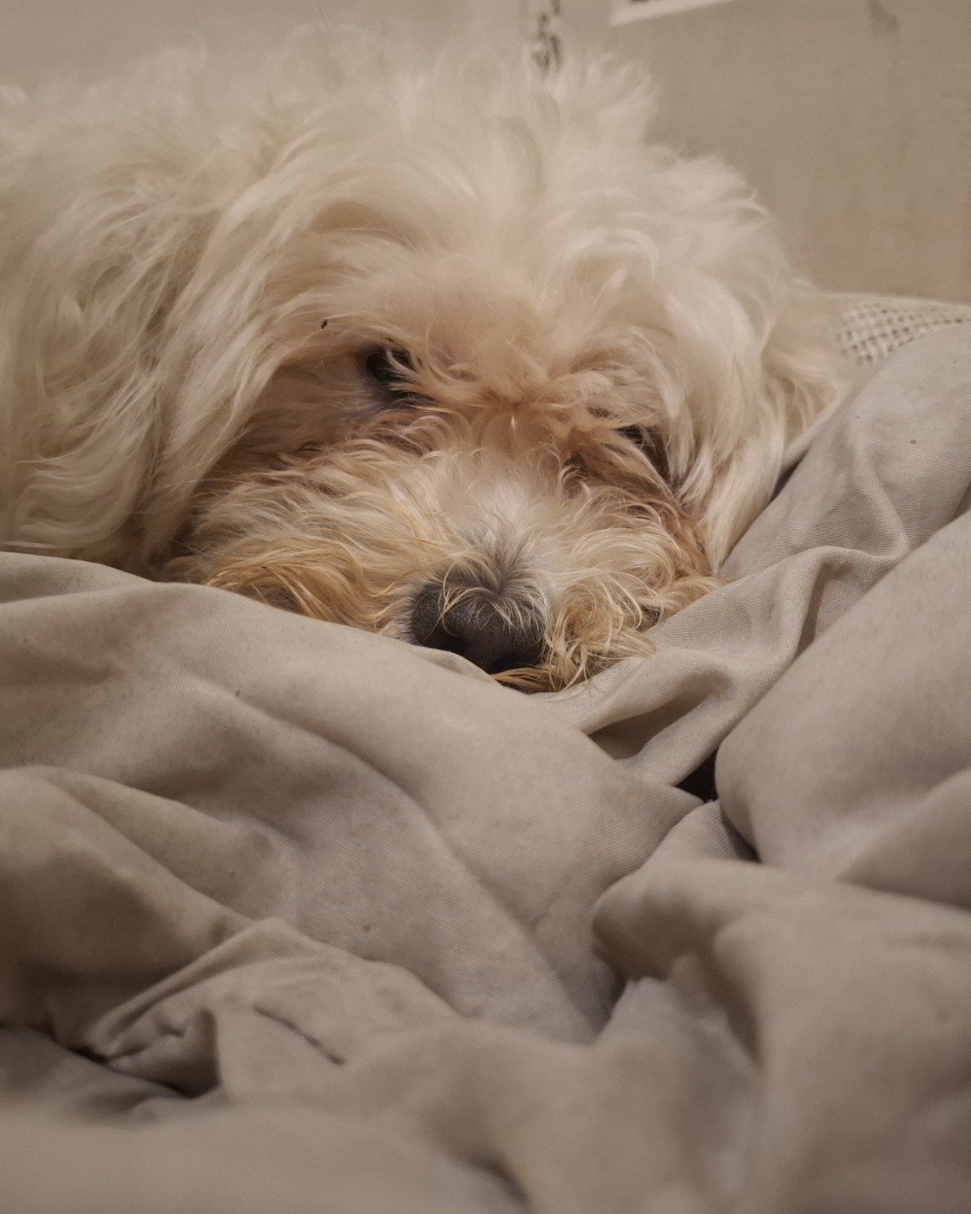Charlie. Dog, Puppy, Blanket