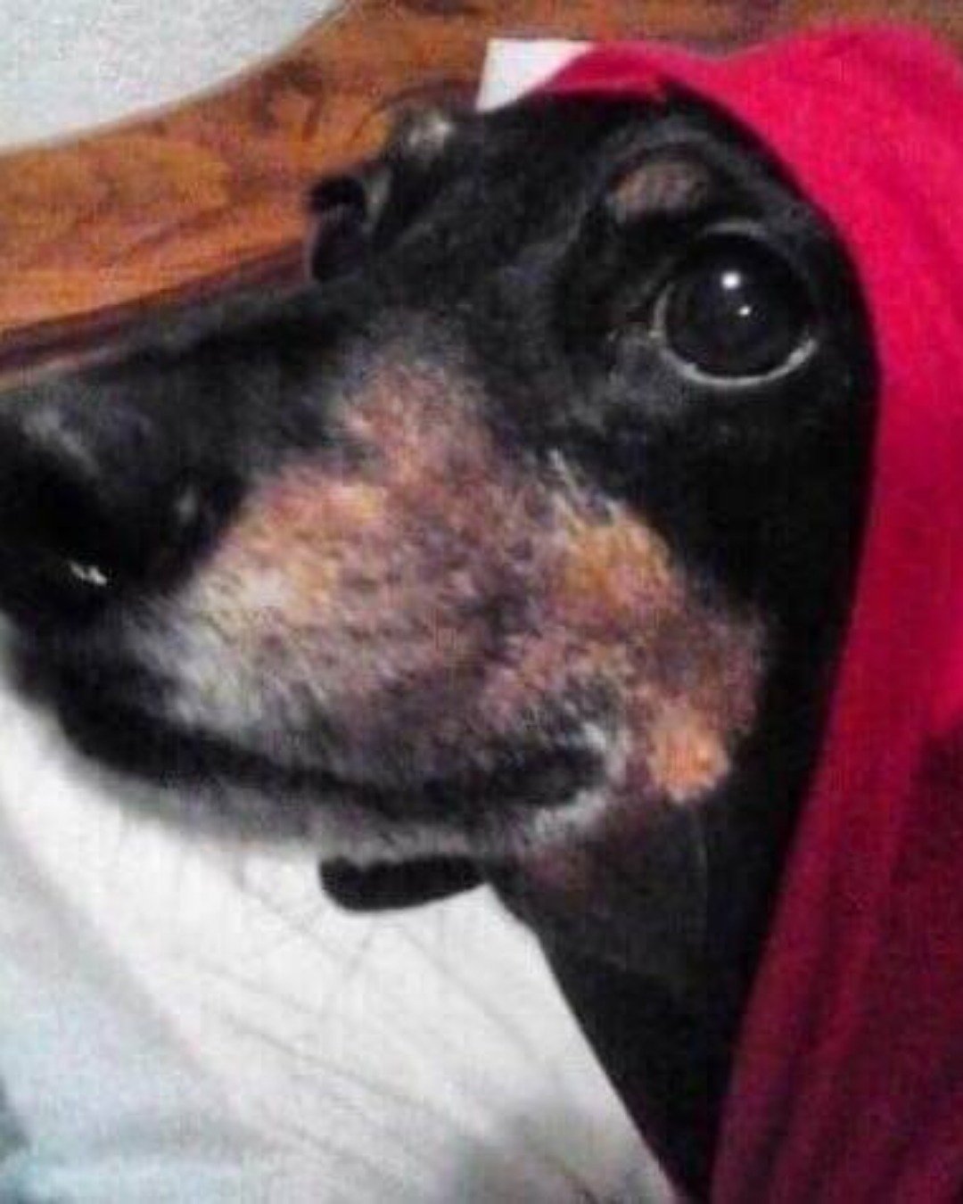 My dog Skooter With A Hoodie On. Dog, Hound, Snout