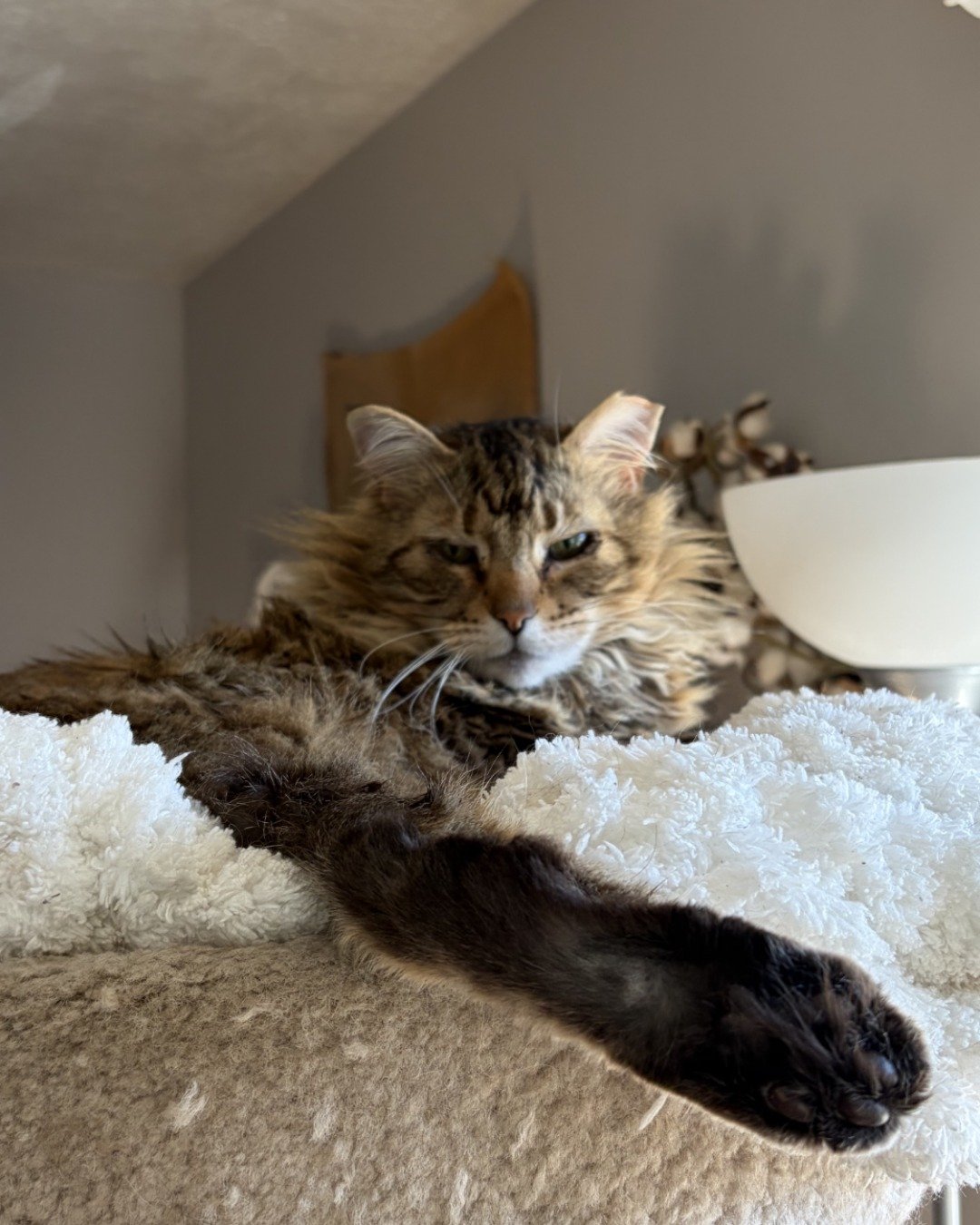 Hot Tamale/Mollie the Norwegian Forest Cat. Cat, Kitten