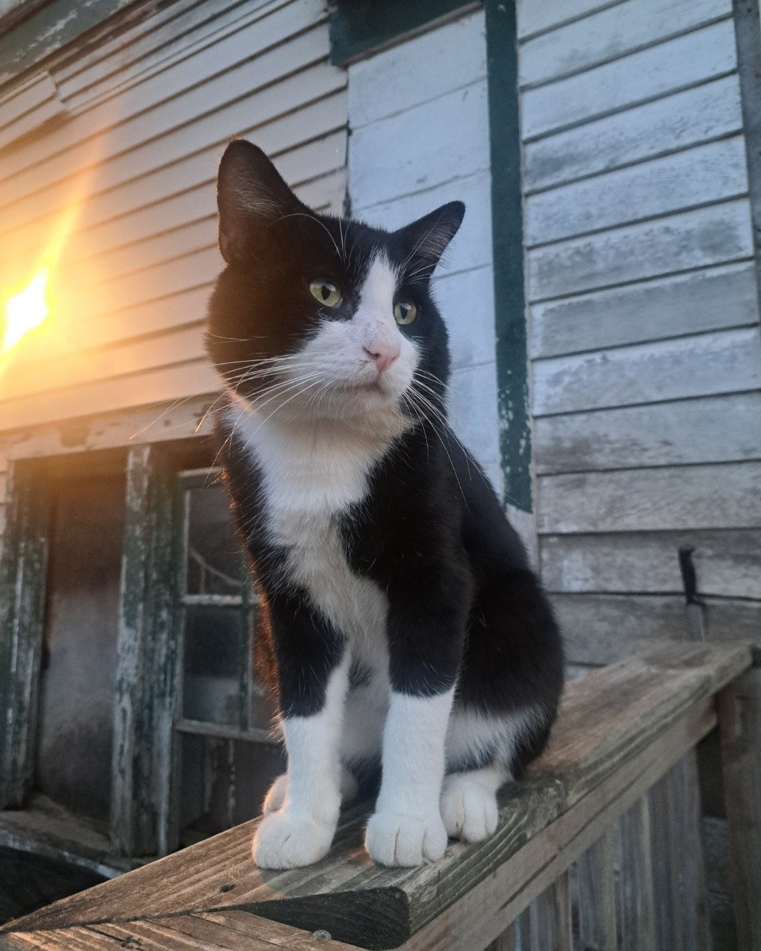 Bear the Bobtail. Wood, Cat, Manx, Architecture, Building, House
