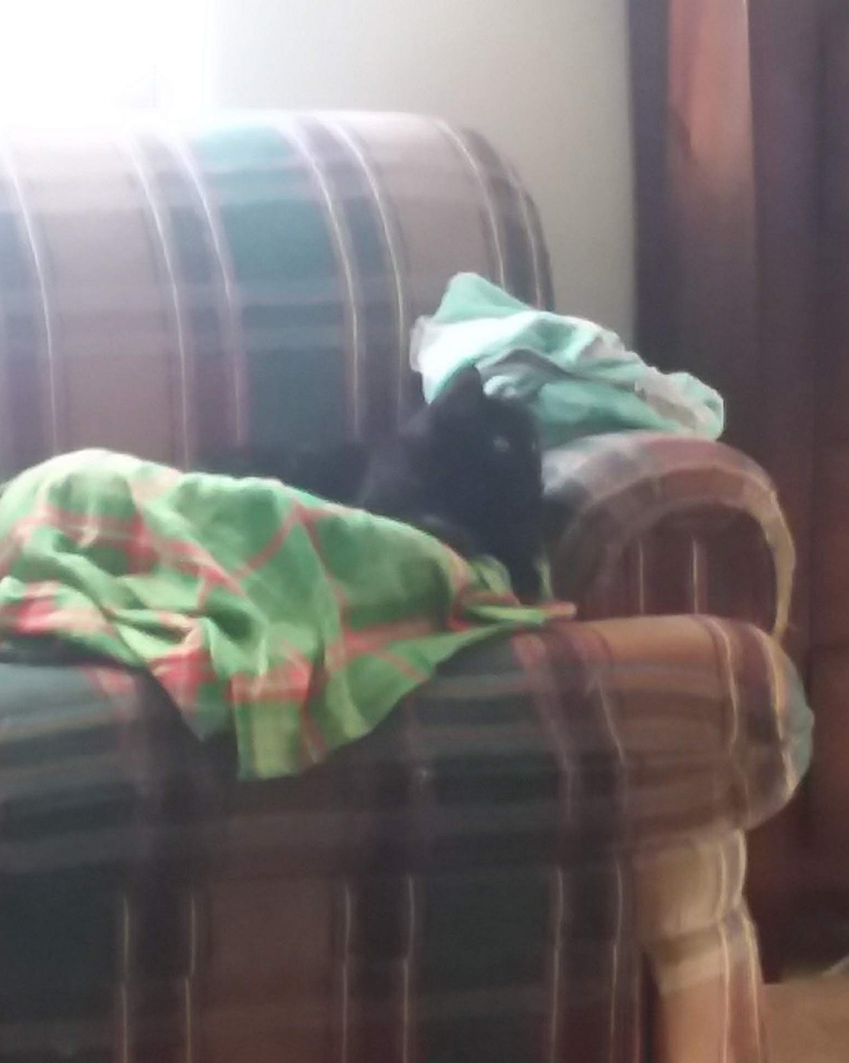 Sylvester the Unsure. Couch, Furniture, Dog, Puppy, Tape, Blanket