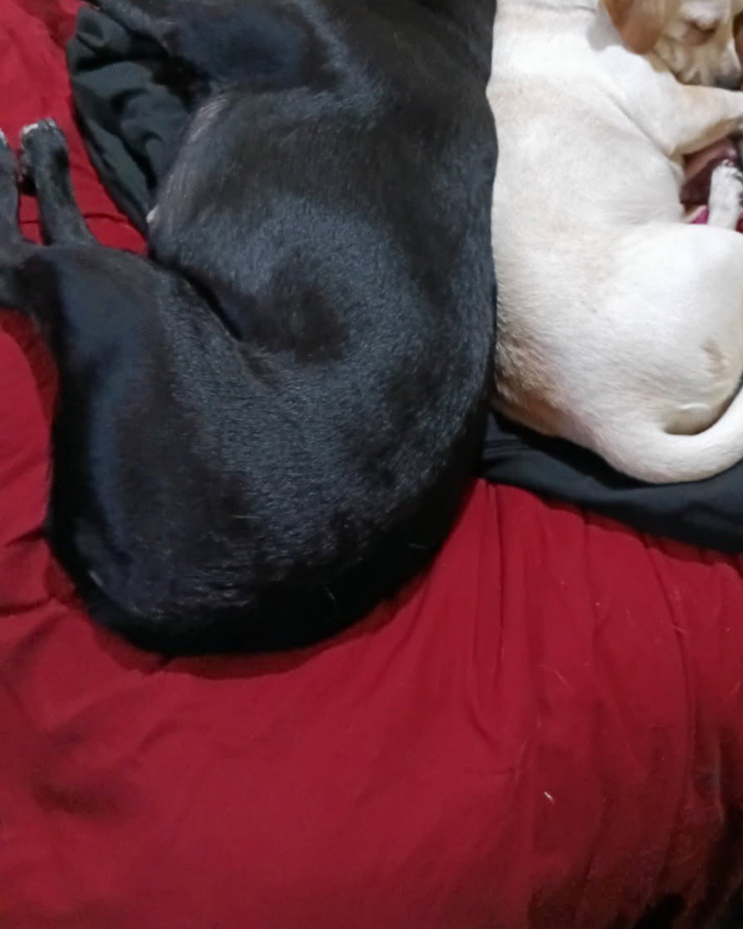 aveil and Neriah the pugzu. Person, Sleeping, Dog, Furniture, Couch