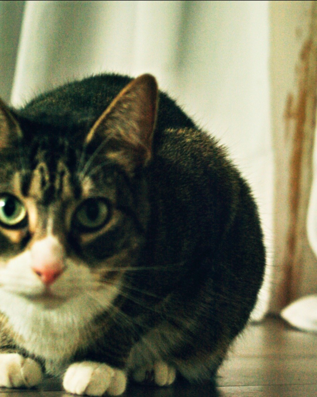 Ivy. Cat, Manx, Abyssinian, Kitten