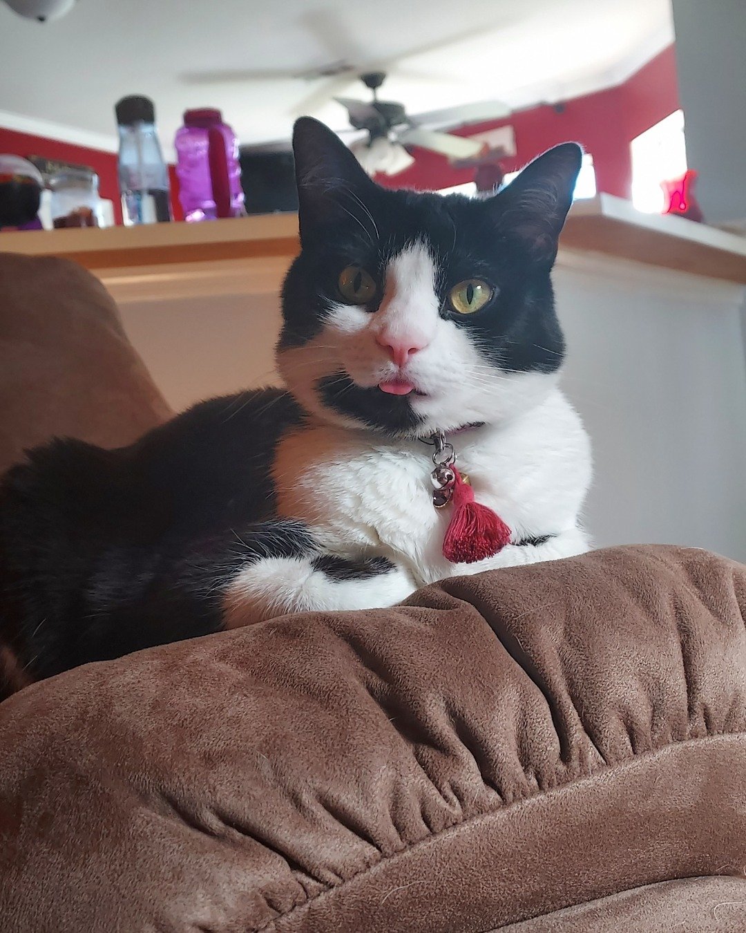 Salem. Couch, Furniture, Cushion, Home Decor, Cat, Kitten