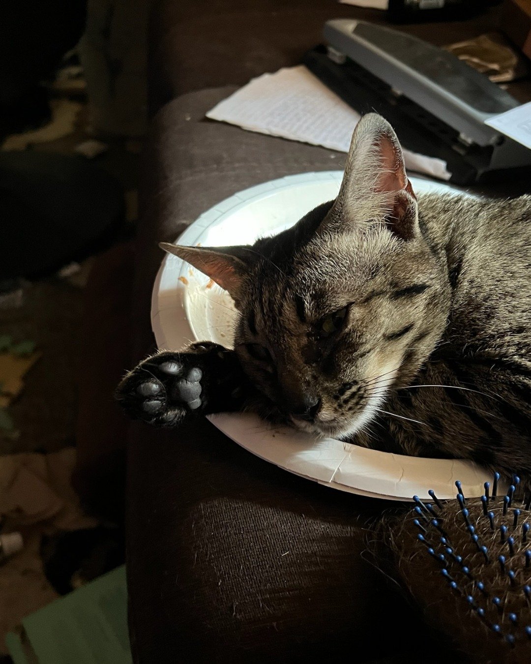 Mona the Savannah. Cat, Couch, Furniture, Accessories, Jewelry, Necklace