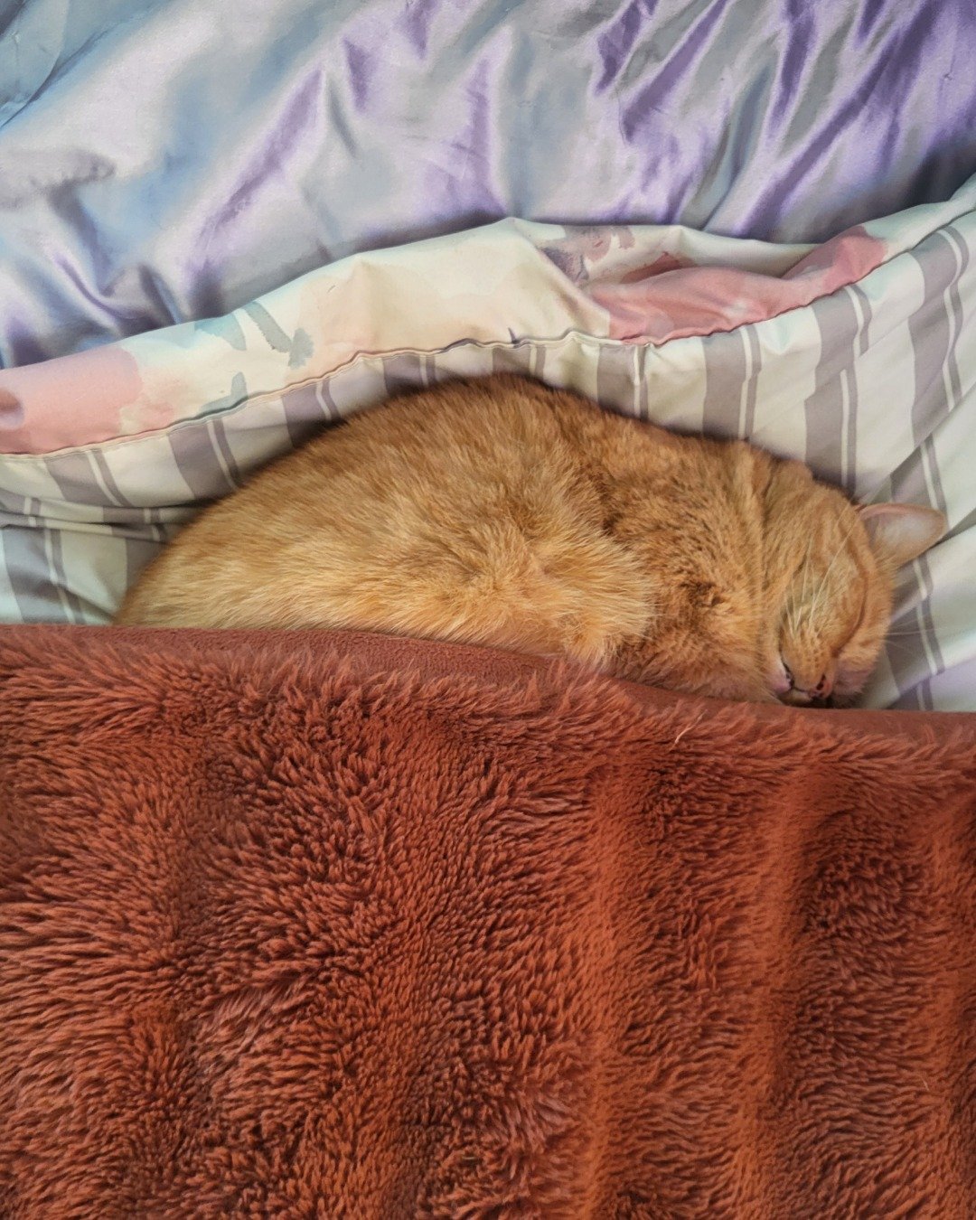 Rosie the American Shorthair. Blanket, Cat