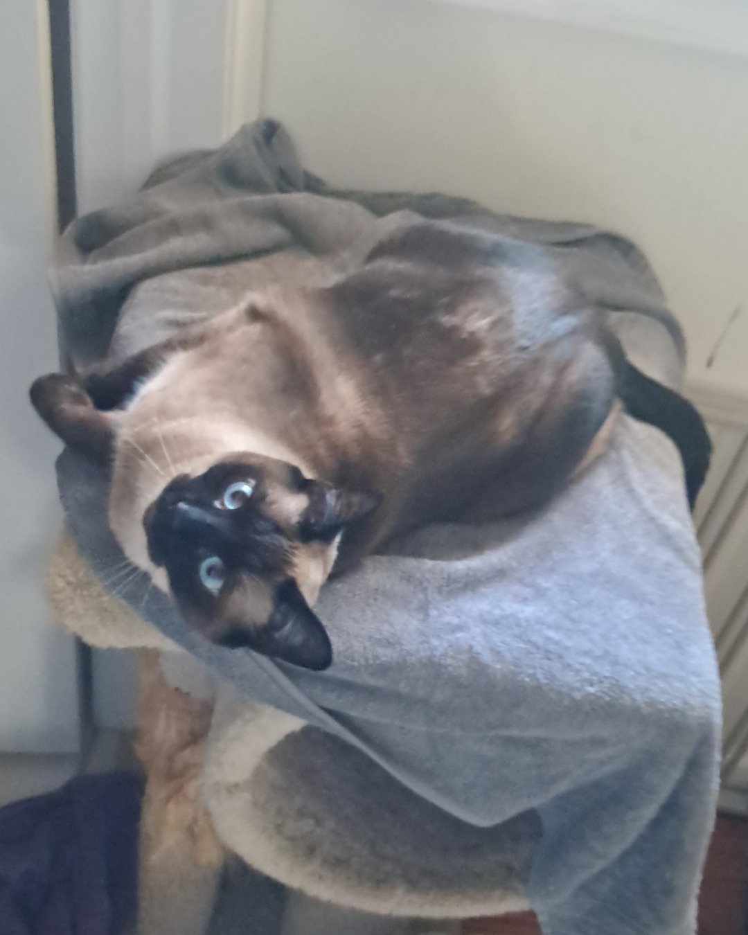 Luna🌙💫 (twin of Stella) the Siamese. Blanket, Cat, Siamese