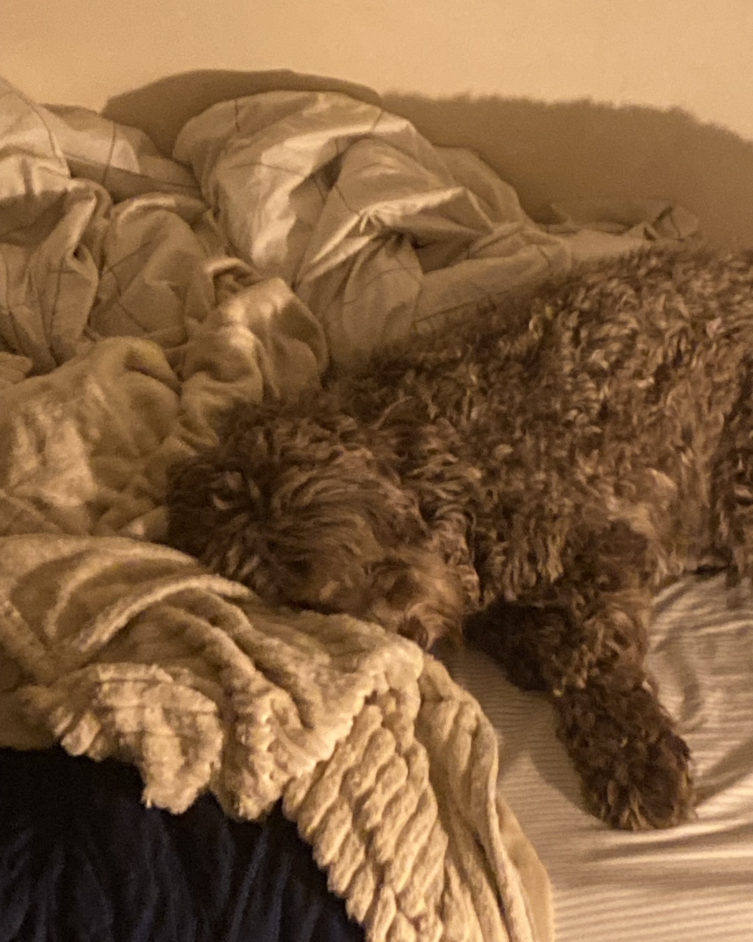 Poppy — Dog, Puppy, Blanket, Bed, Furniture