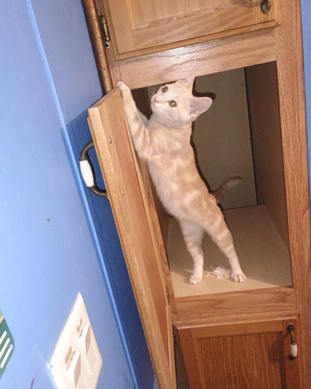 Aphrodite the orange cat. Closet, Cupboard, Furniture, Wood, Cabinet, Cat
