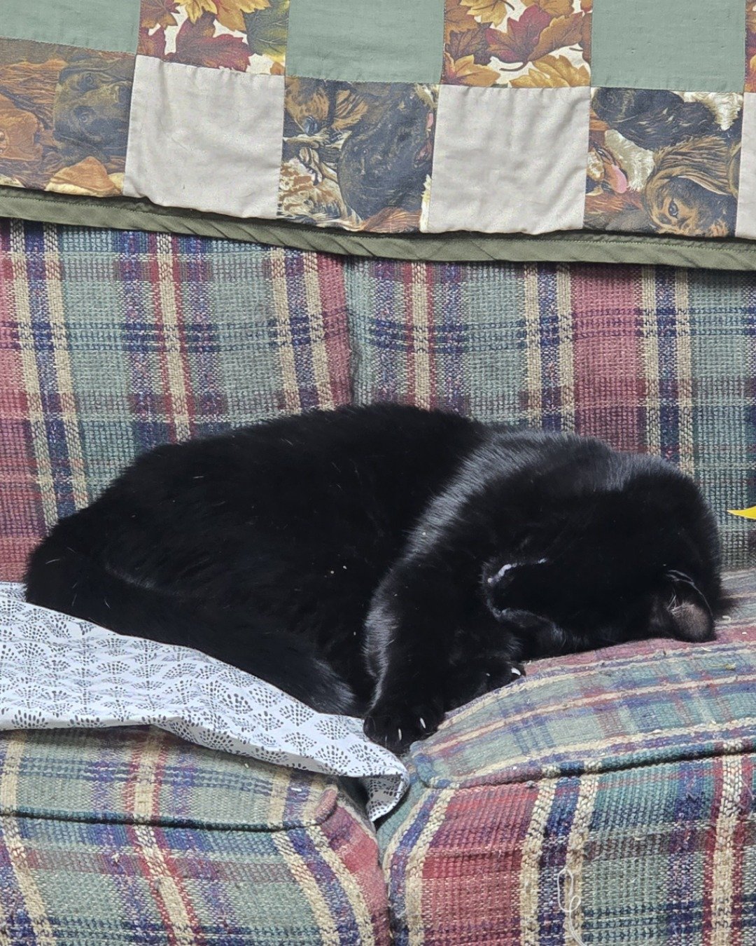 Balerion. Couch, Furniture, Cushion, Home Decor, Quilt, Cat