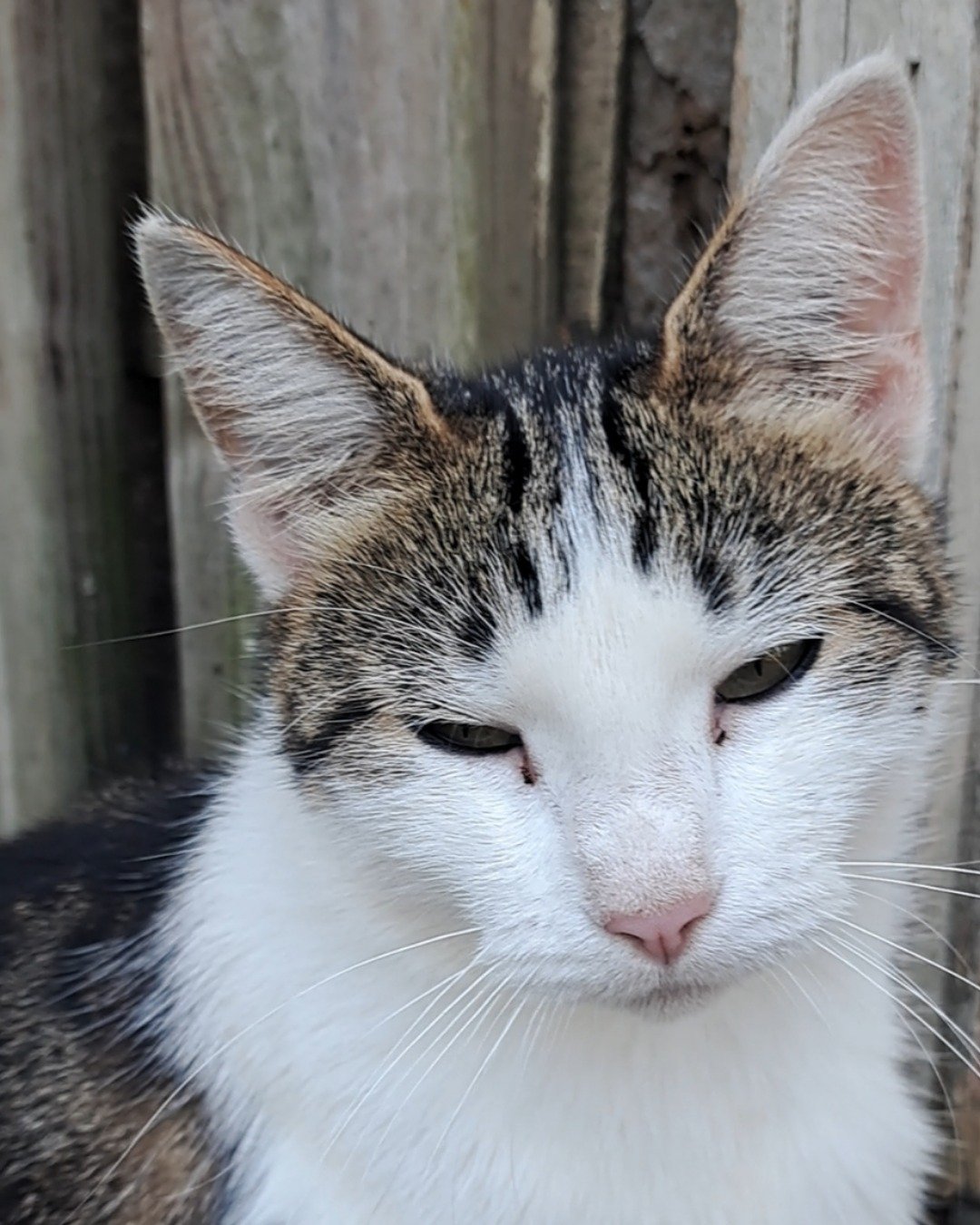 Queen. Cat, Abyssinian, Kitten, Manx