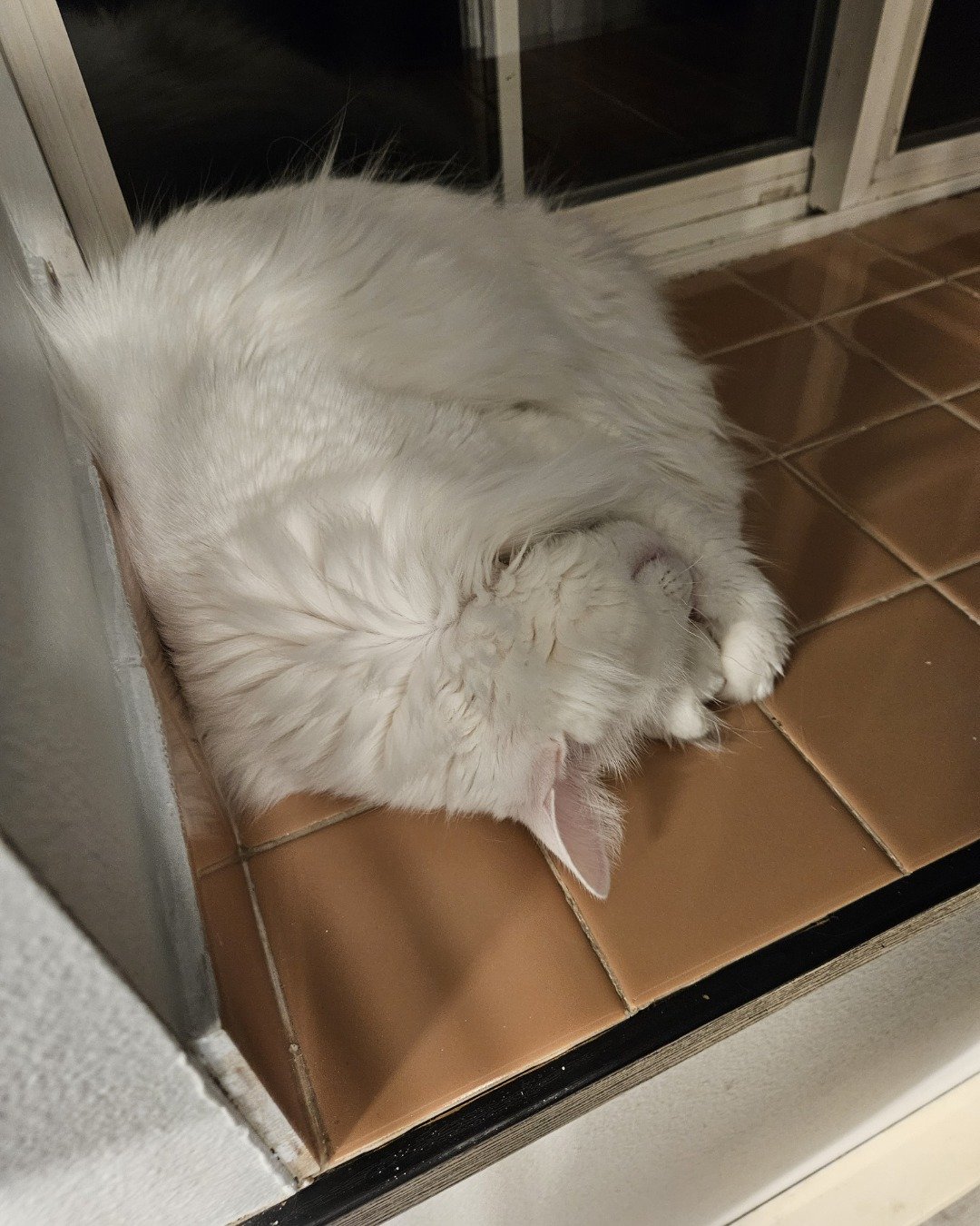 Smudge ( Orange ) And Marshmallow ( White ). Floor, Angora, Cat, Flooring
