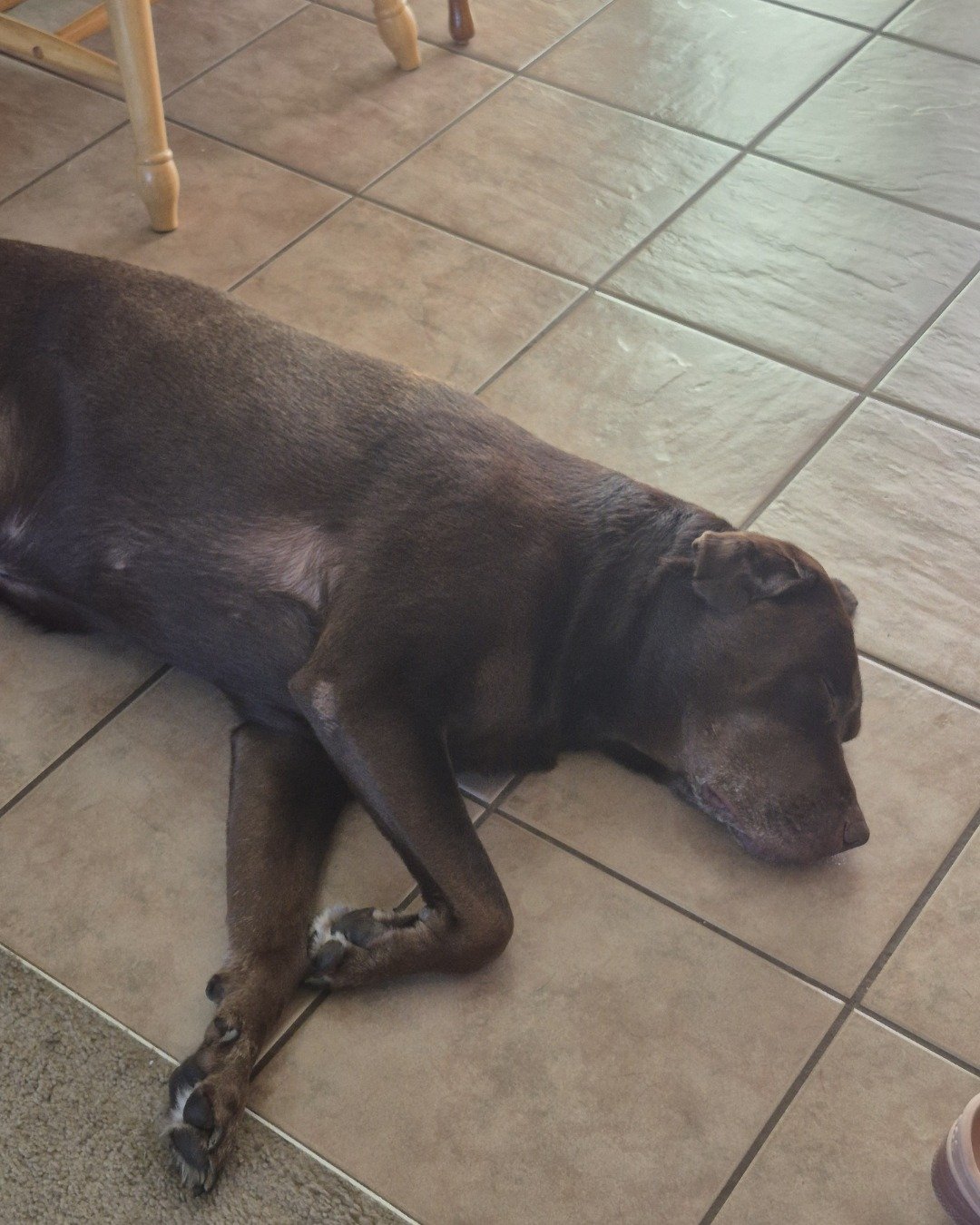 Roscoe the chocolate lab. Dog, Floor, Labrador Retriever, Puppy, Hound, Flooring