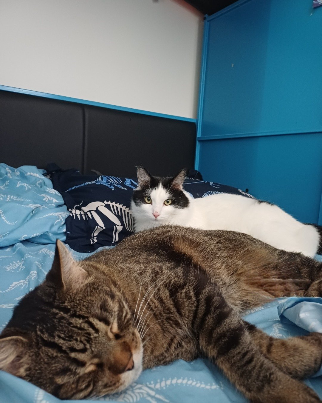 Manchhas the Tuxedo. Person, Sleeping, Furniture, Bed, Bedroom, Indoors