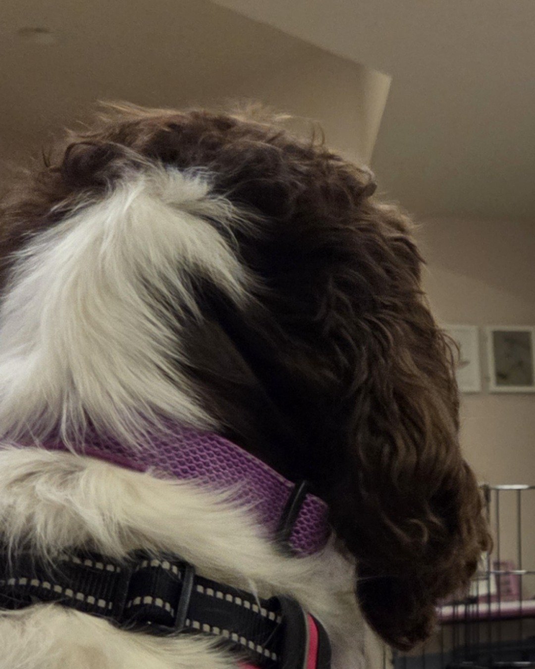 Sparky the English Springer Spaniel. Dog, Puppy, Accessories