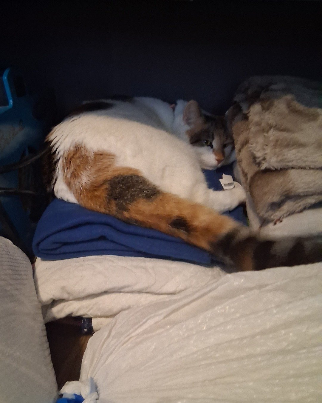 Callie the Calico maincoon. Person, Sleeping, Couch, Furniture, Cat, Kitten