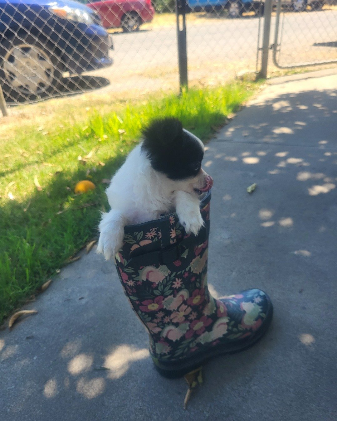 Danny the Long haired Chihuahua. City, Road, Street, Urban, Clothing, Footwear