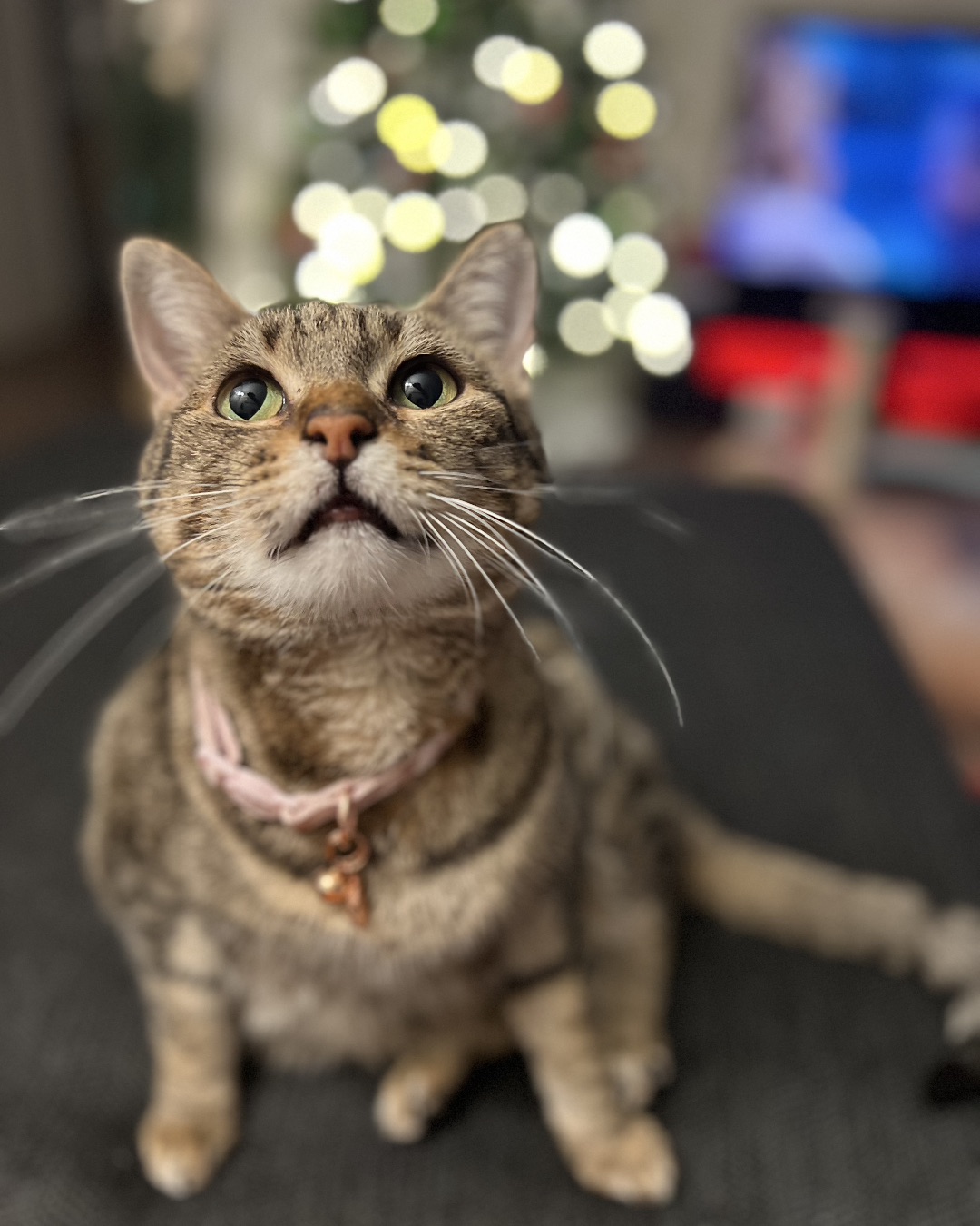 Luna — Abyssinian, Cat