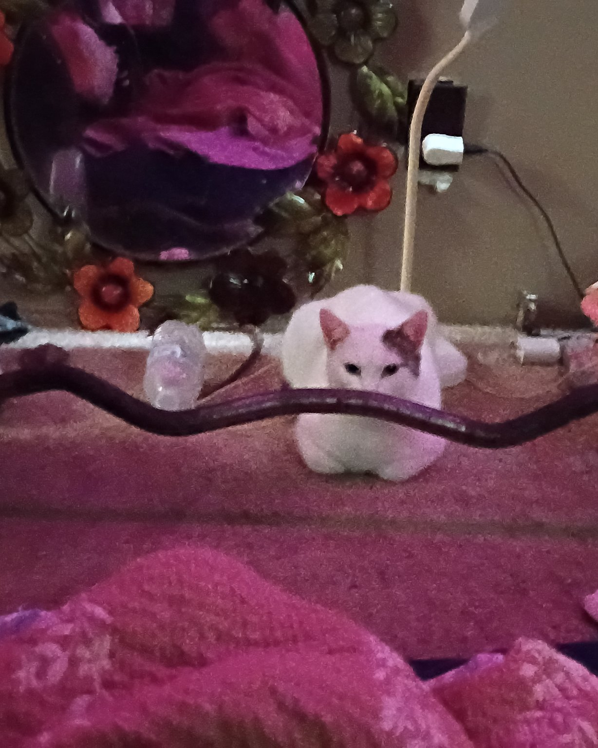 SnowBall. Purple, Plant, Potted Plant, Indoors, Interior Design, Rat