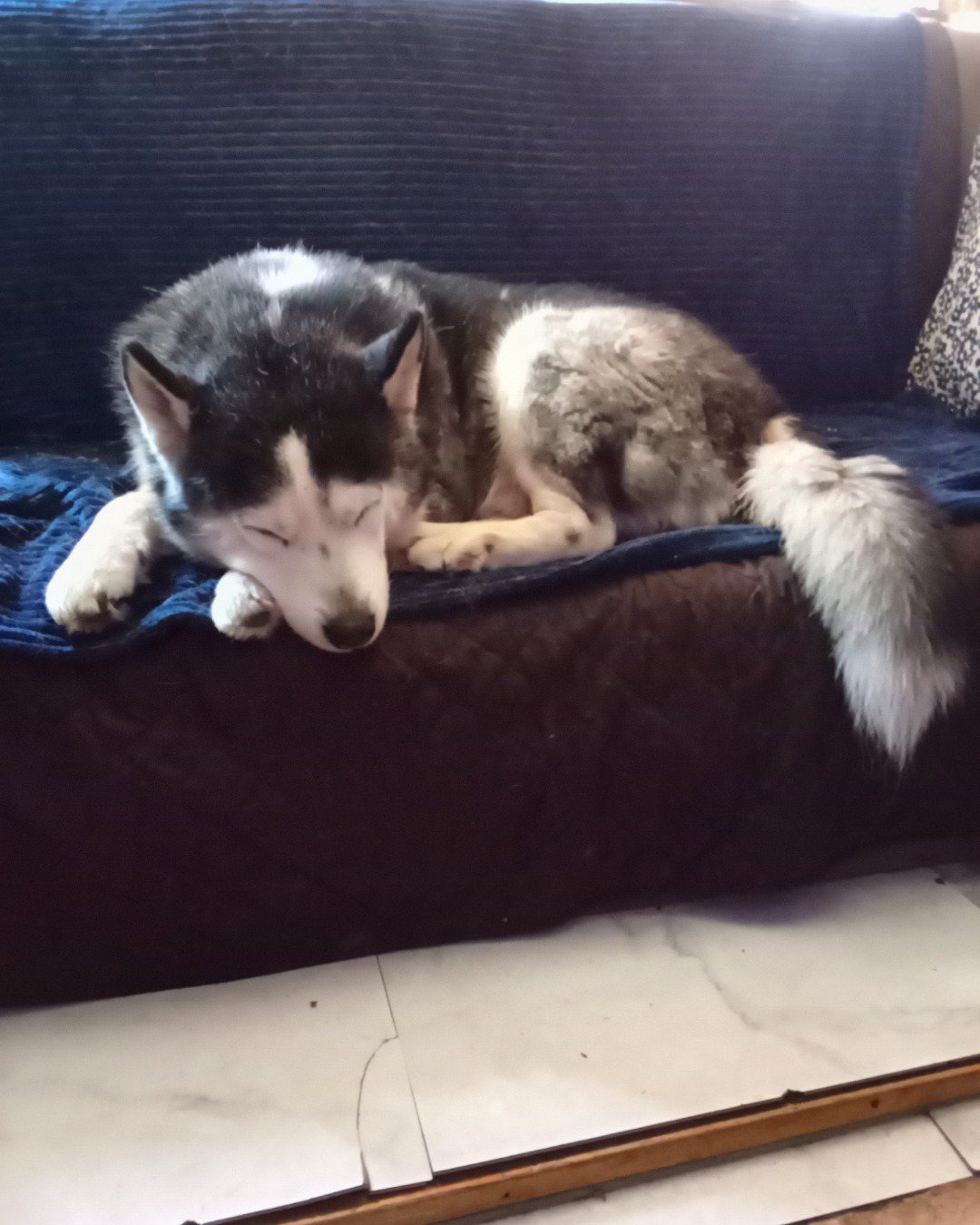Max Preter the purebred Siberian Husky. Dog, Husky, Puppy, Couch, Furniture